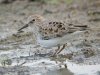 Temminck's Stint at Vange Marsh (RSPB) (Steve Arlow) (101629 bytes)